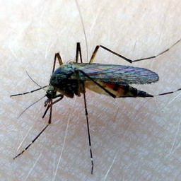 Комар рода Coquillettidia