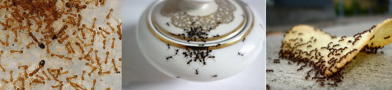Фотография – муравьи на кухне